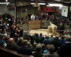 Selby Livestock Auction Market, Selby, North Yorkshire