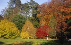 Batsford Arboretum, Moreton-in-Marsh, Gloucestershire