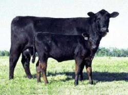 Aberdeen Angus