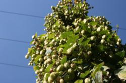 Kentish Beer