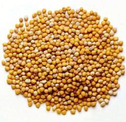 Tewkesbury Mustard