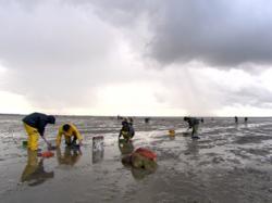 Cockle Pickers die at Morecambe Bay