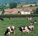 Rydon Farm