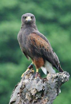 Hawkins Falconry, Shrewsbury, Shropshire