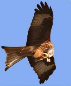 Red Kite Feeding Centre/Station, Rhayader, Mid Wales