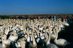 Abbotsbury Swannery