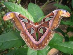 Stratford Butterfly Farm, Stratford-upon-Avon, Warwickshire