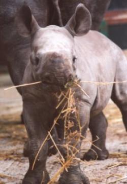 Port Lympne Wild Animal Park, Hythe, Kent