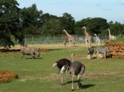 Suffolk Wildlife Park, Lowestoft, Suffolk