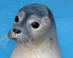 Skegness Natureland Seal Sanctuary, Skegness, Lincolnshire