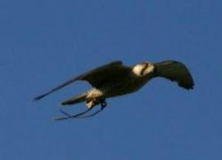 Raptor Foundation (The), Woodhurst, Cambridgeshire