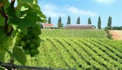 Three Choirs Vineyard, Newent, Gloucestershire