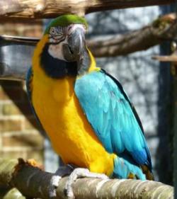 Birdworld, Farnham, Surrey