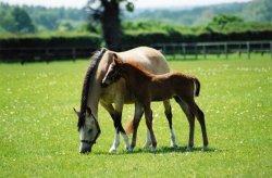 Caesarean CC Jersey, St Brelade, Jersey