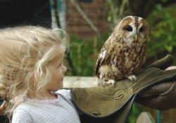 Tropical Butterfly House, Wildlife and Falconry Centre, Sheffield, South Yorkshire