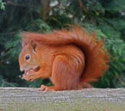 British Wildlife Centre, Lingfield, Surrey