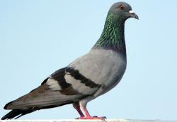 A Pigeon for the Prisoner