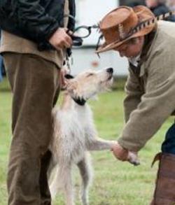 West Sussex Lurcher Club Fun Dog Show