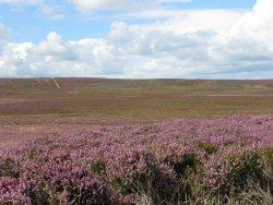 Yorkshire Moors