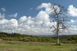 Ashdown Forest