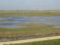 Rainham Marshes