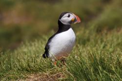 Farne islands