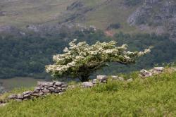 Beddgelert