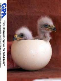 International Centre for Birds of Prey