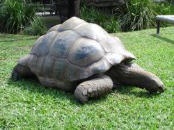 Darwins Tortoise Dies at 176