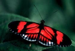 Edinburgh Butterfly and Insect World