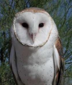 Park Rose Owl Sanctuary