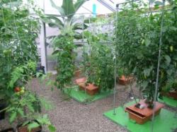 Greenhouse Sensation